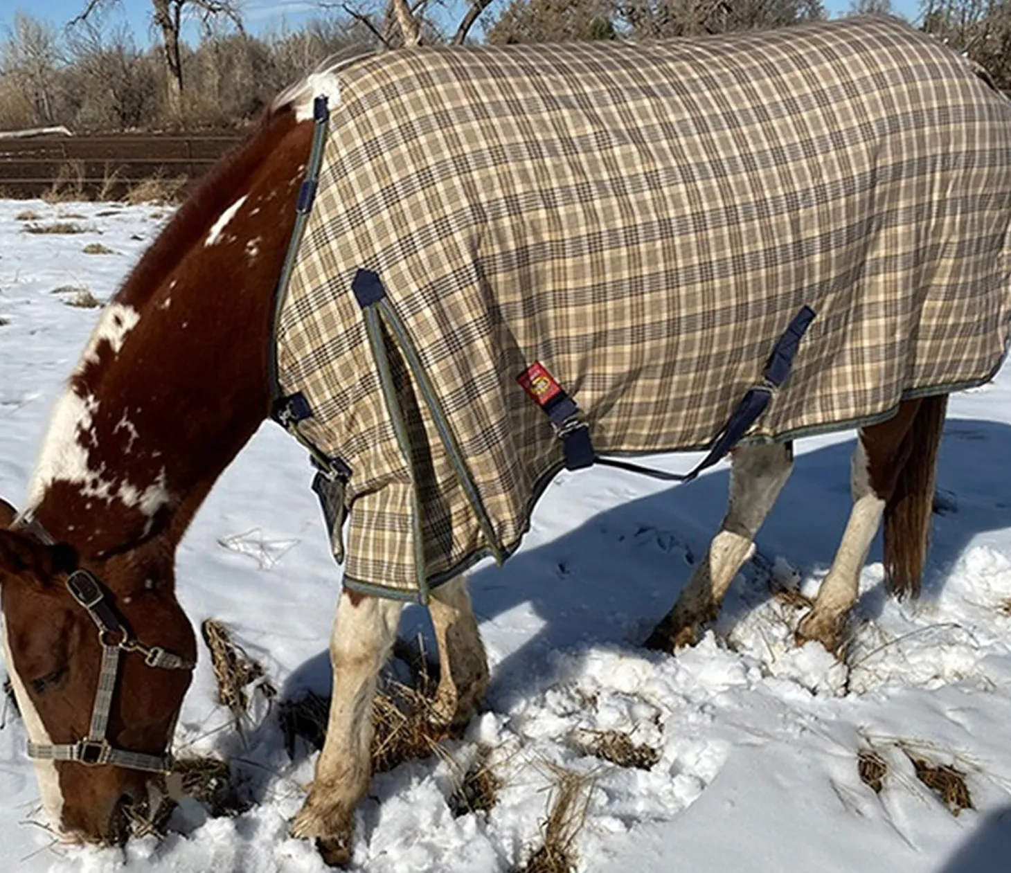 5/A Baker® Extreme 555 Gram Turnout Blanket