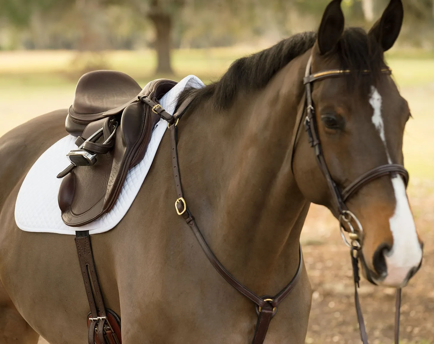 Circuit™ Premier Monoflap Event Saddle