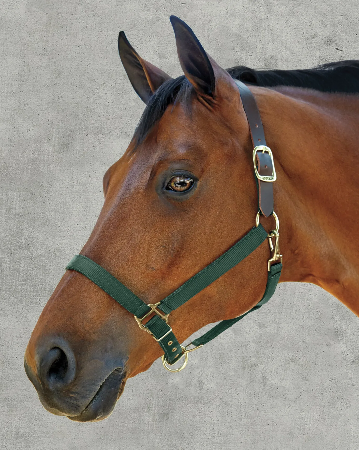DS Heavy Nylon Breakaway Halter