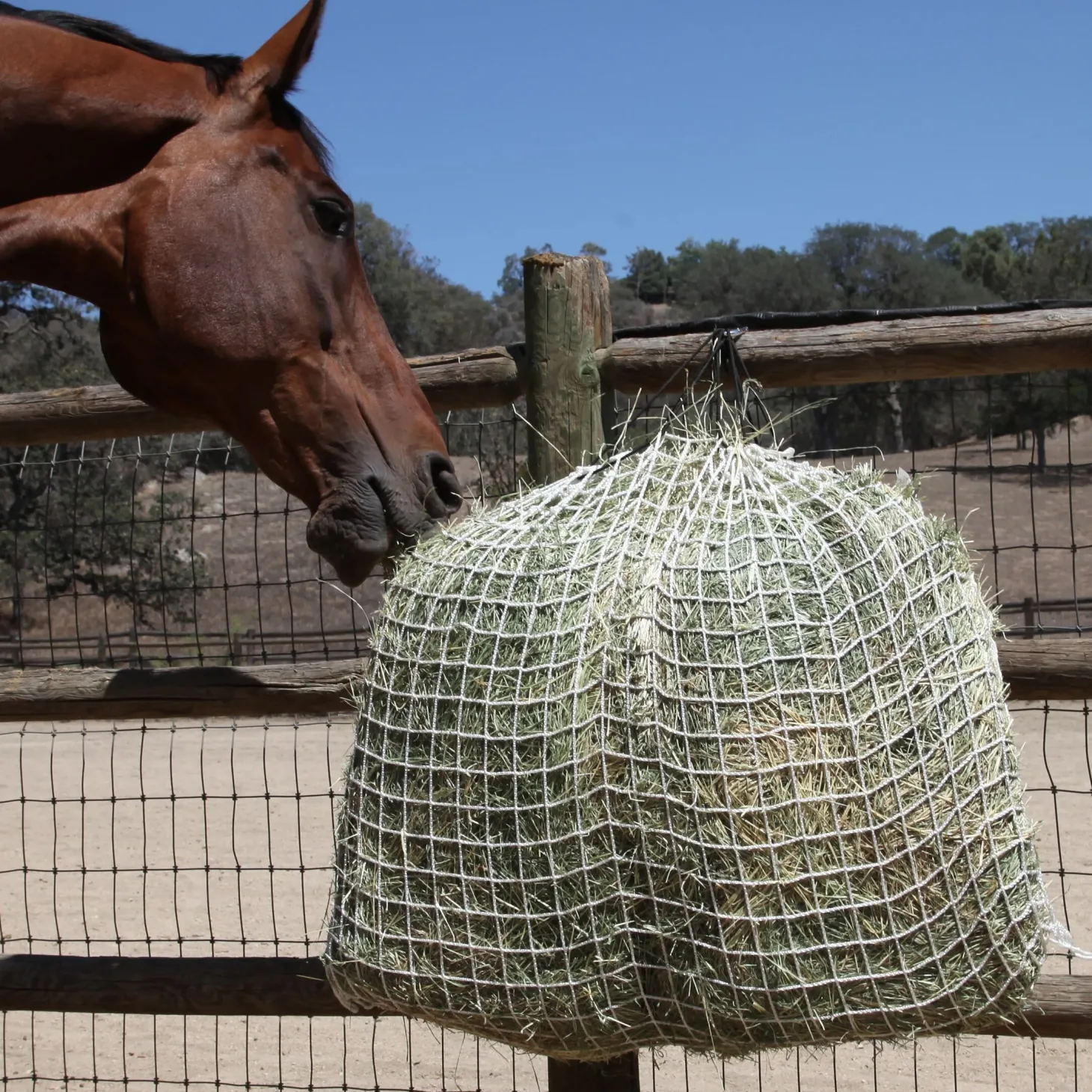 Freedom Feeder Day Net