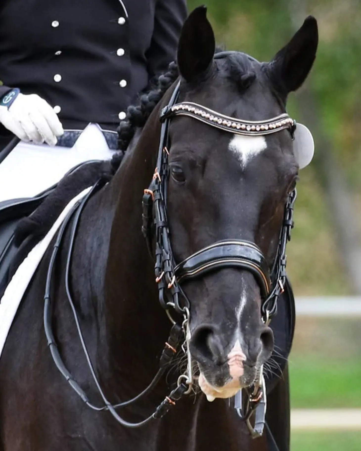 Halter Ego Aurelia Rose Gold Black Patent Double Bridle