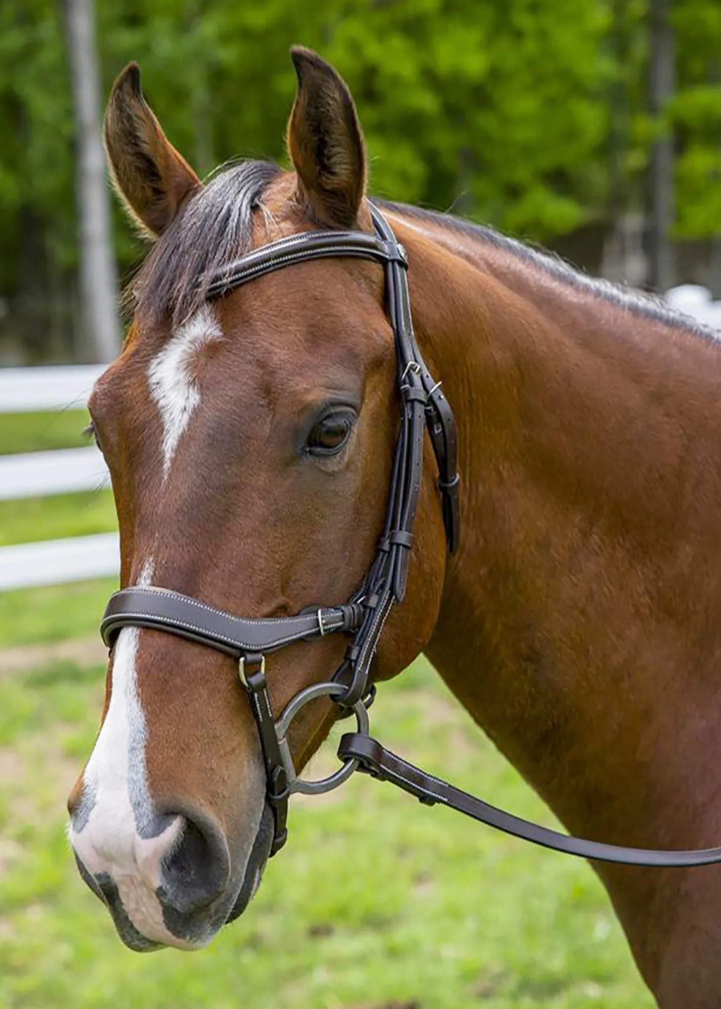 Henri de Rivel Pro Anatomical Bridle