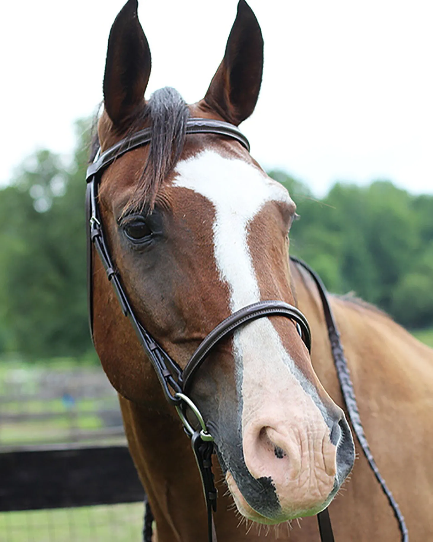 Henri de Rivel Pro Fancy Raised Bridle with Laced Reins