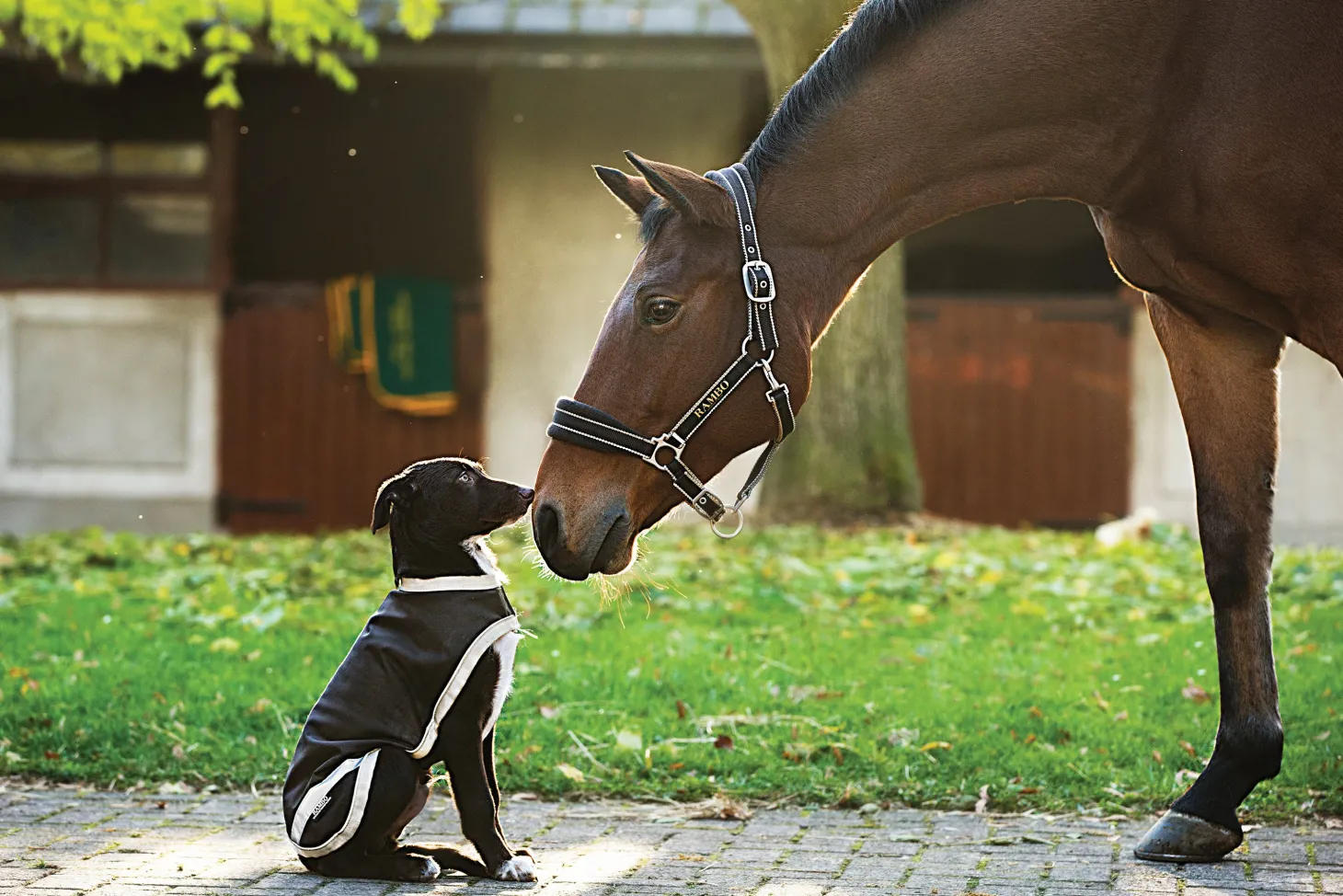 Horseware® Ireland Rambo® Waterproof Dog Blanket