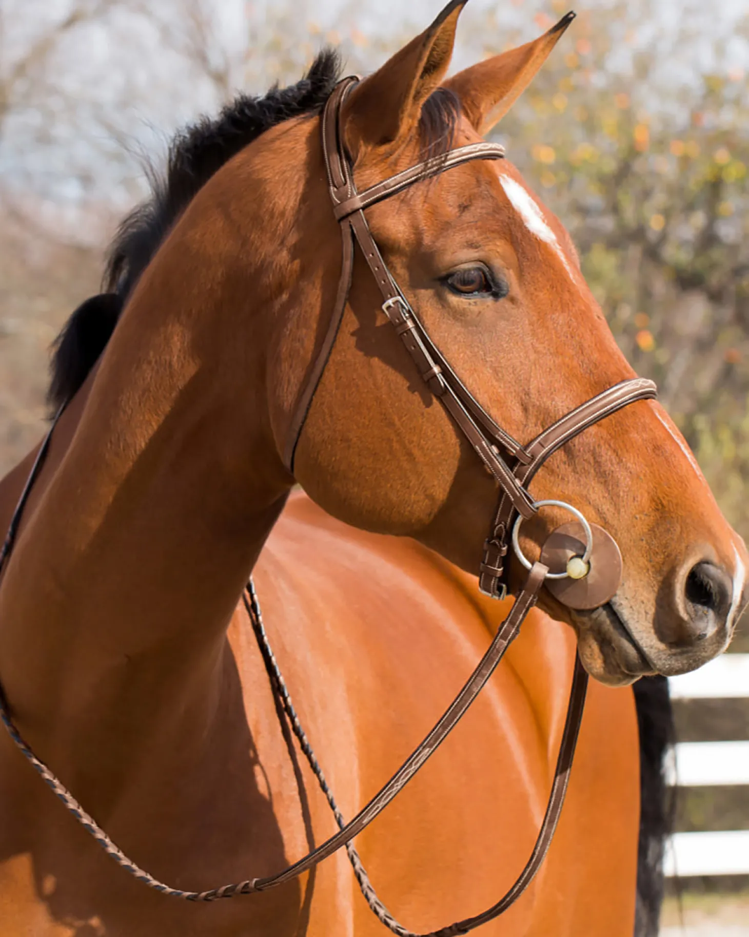 Horze Harrison Bridle