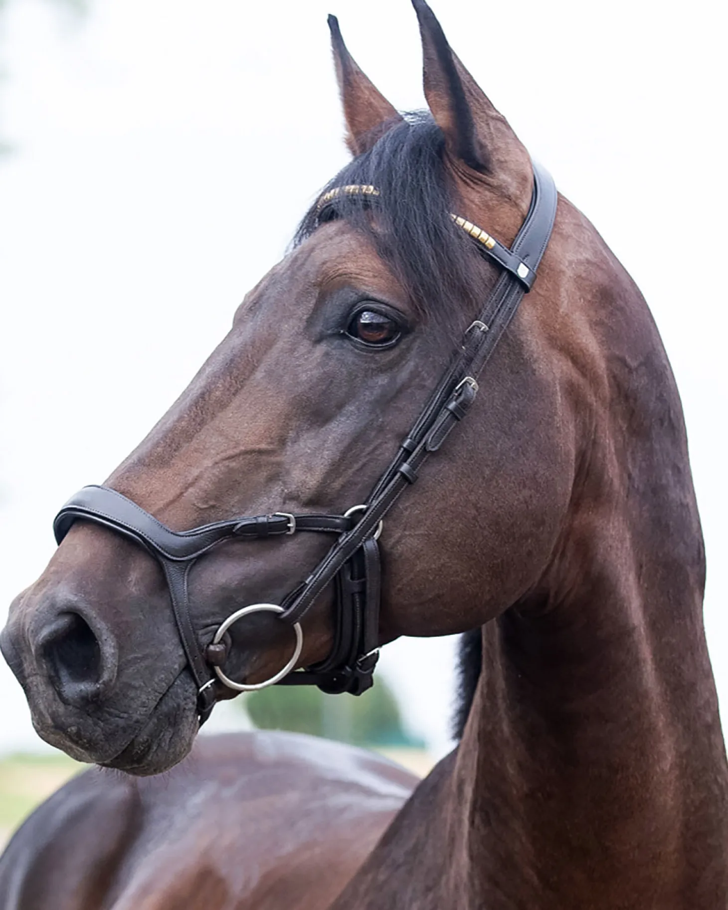 Horze Stewart Bridle