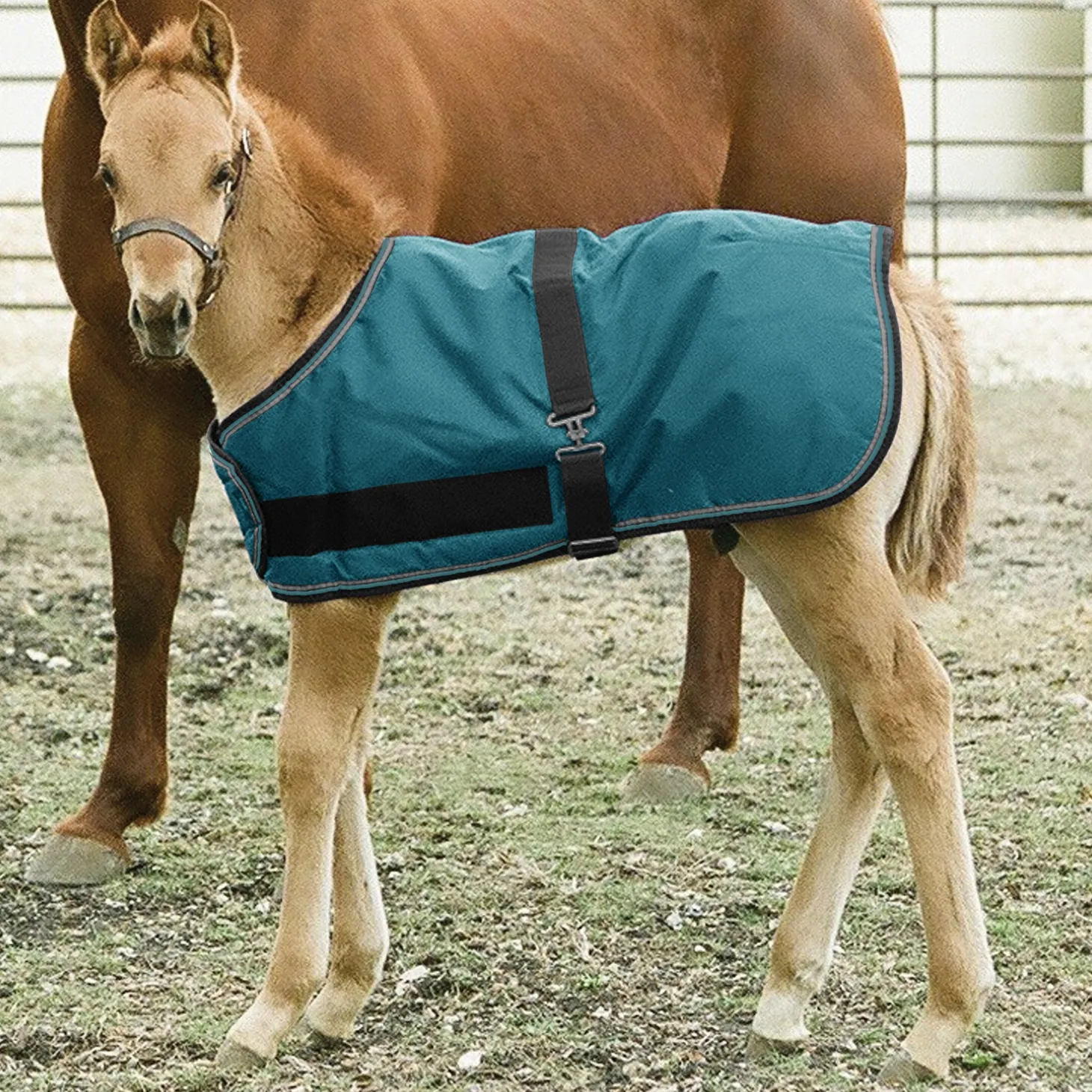 Kensington™ Signature Adjustable Large Foal Turnout