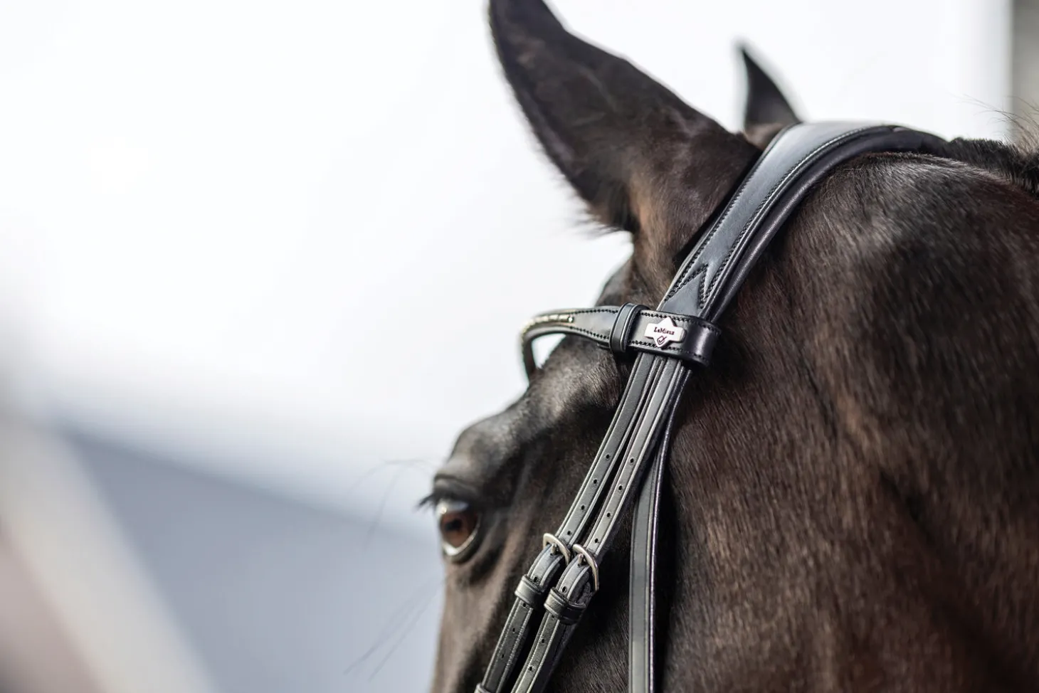 LeMieux® Kudos Dressage Flash Bridle