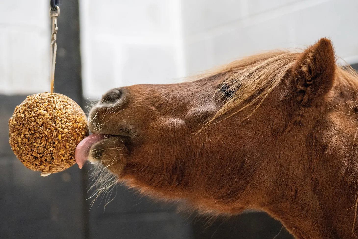 Likit™ Granola Stall Ball