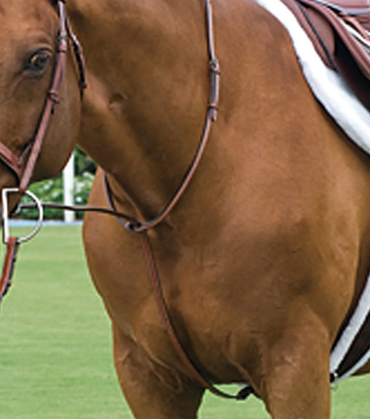 Rodrigo Raised Fancy Stitched Martingale