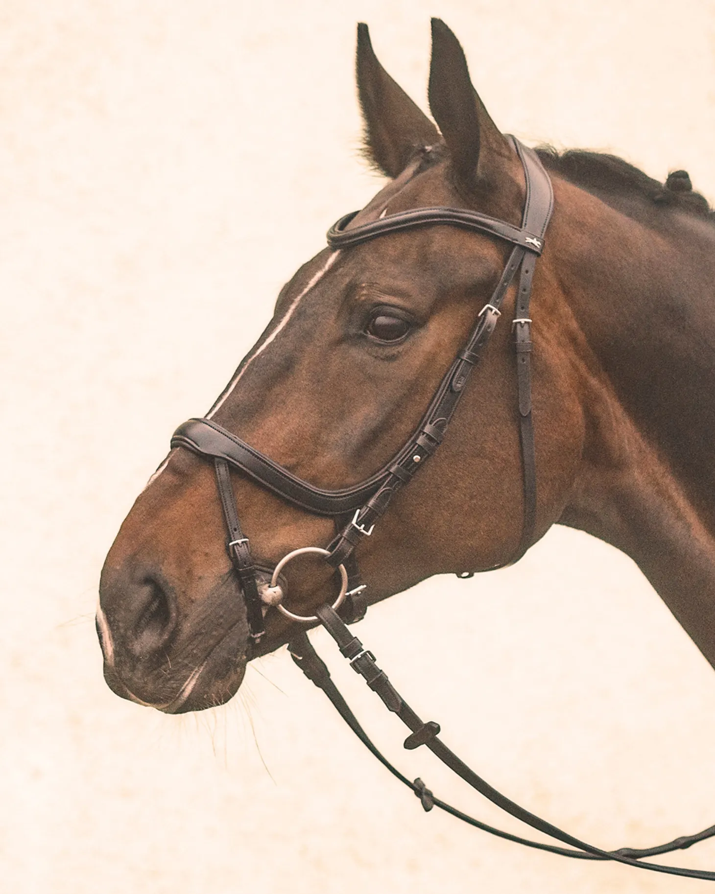 Schockemöhle Equitus Alpha Bridle