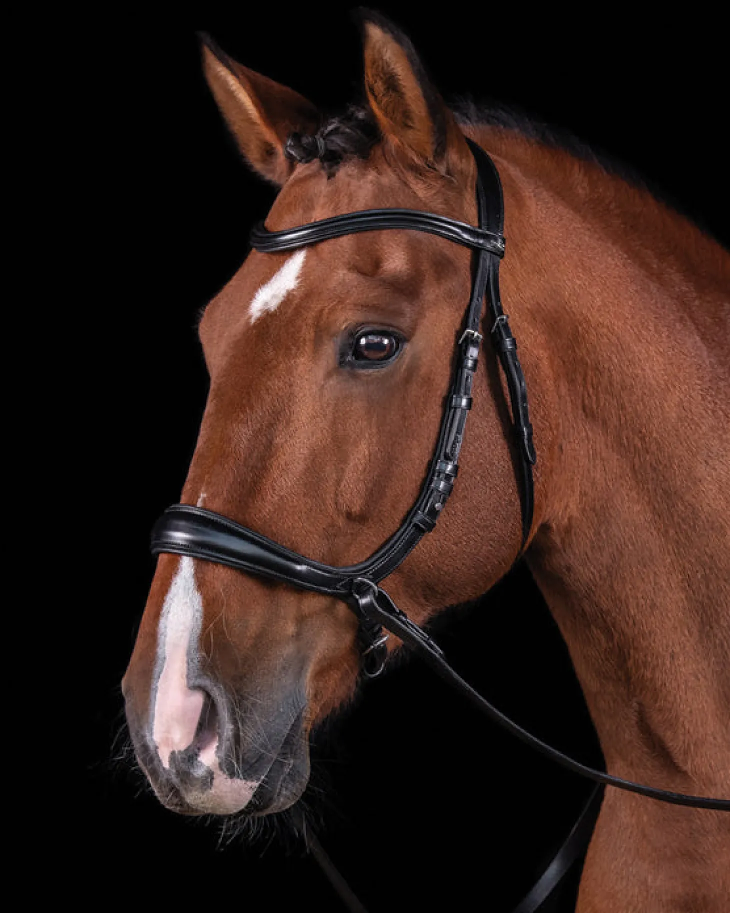 Schockemöhle Equitus Theta Bridle