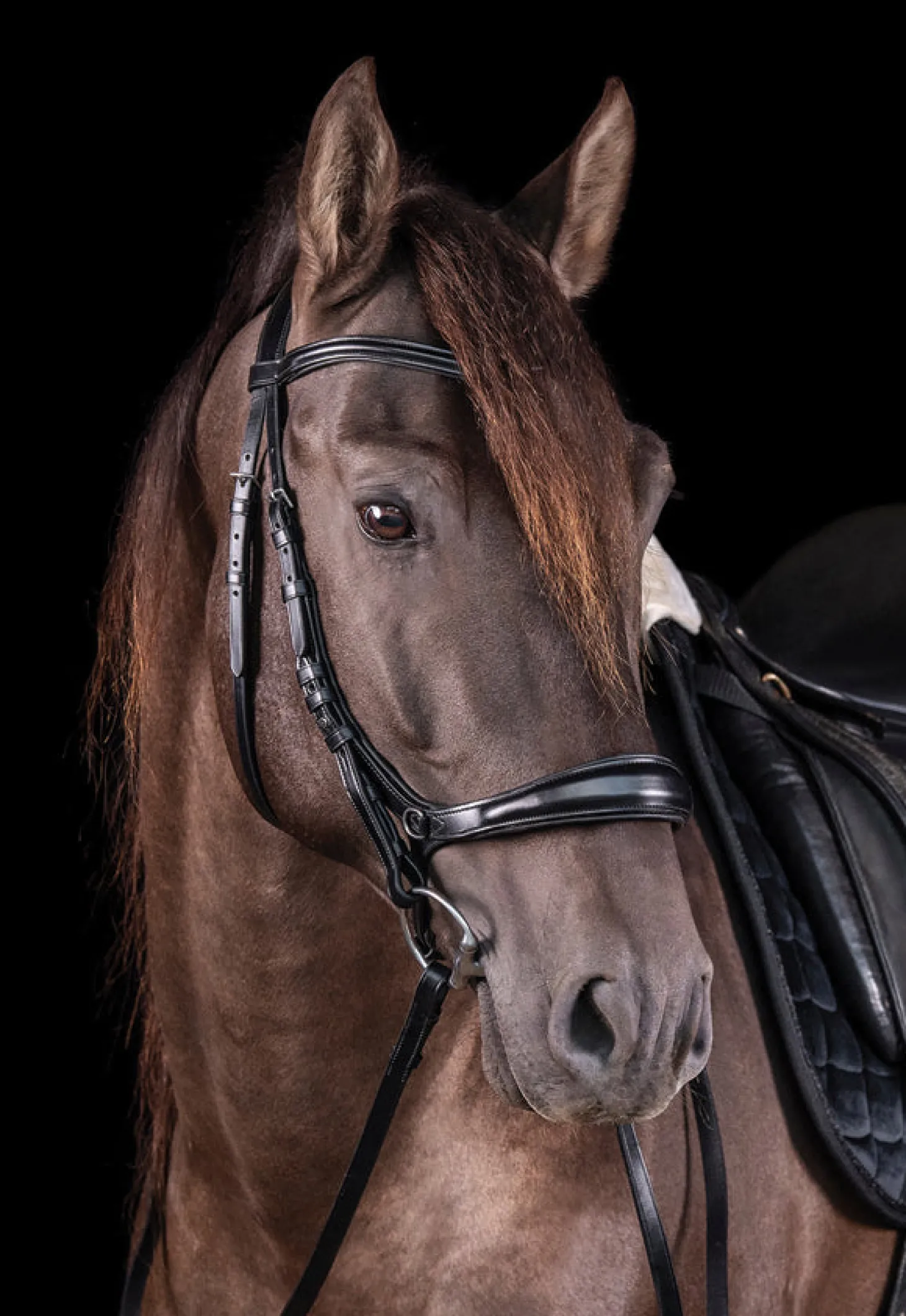 Schockemöhle Equitus Theta Bridle