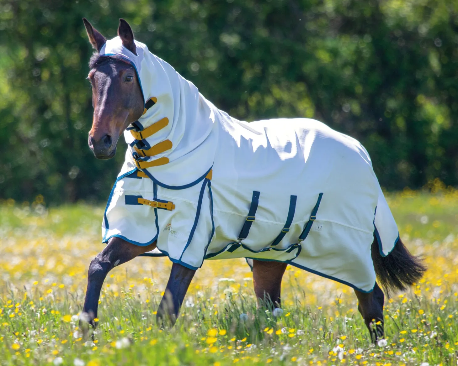 Shires Sweet-Itch Combo