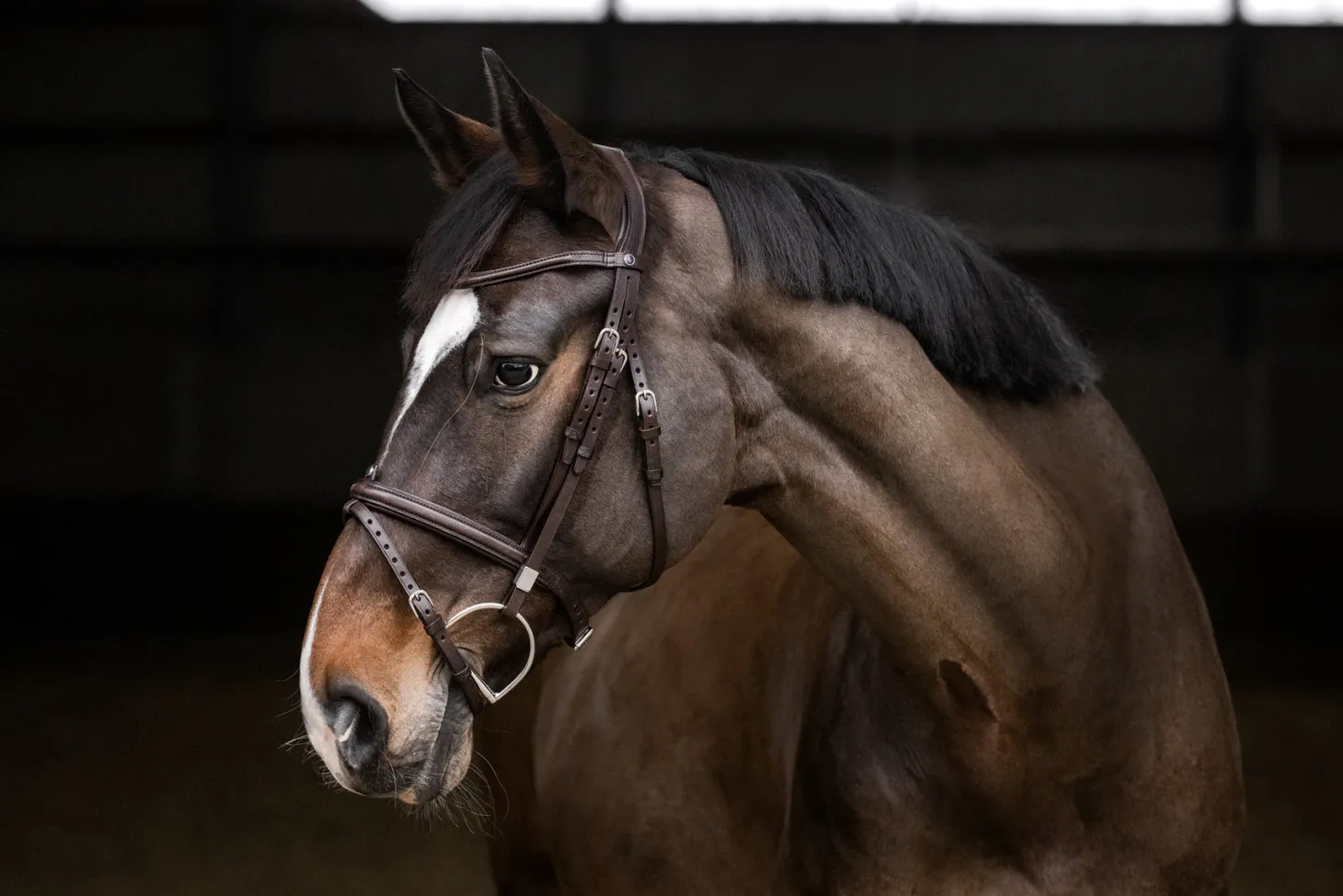 Stübben Pro Jump Bridle with Removable Flash Noseband