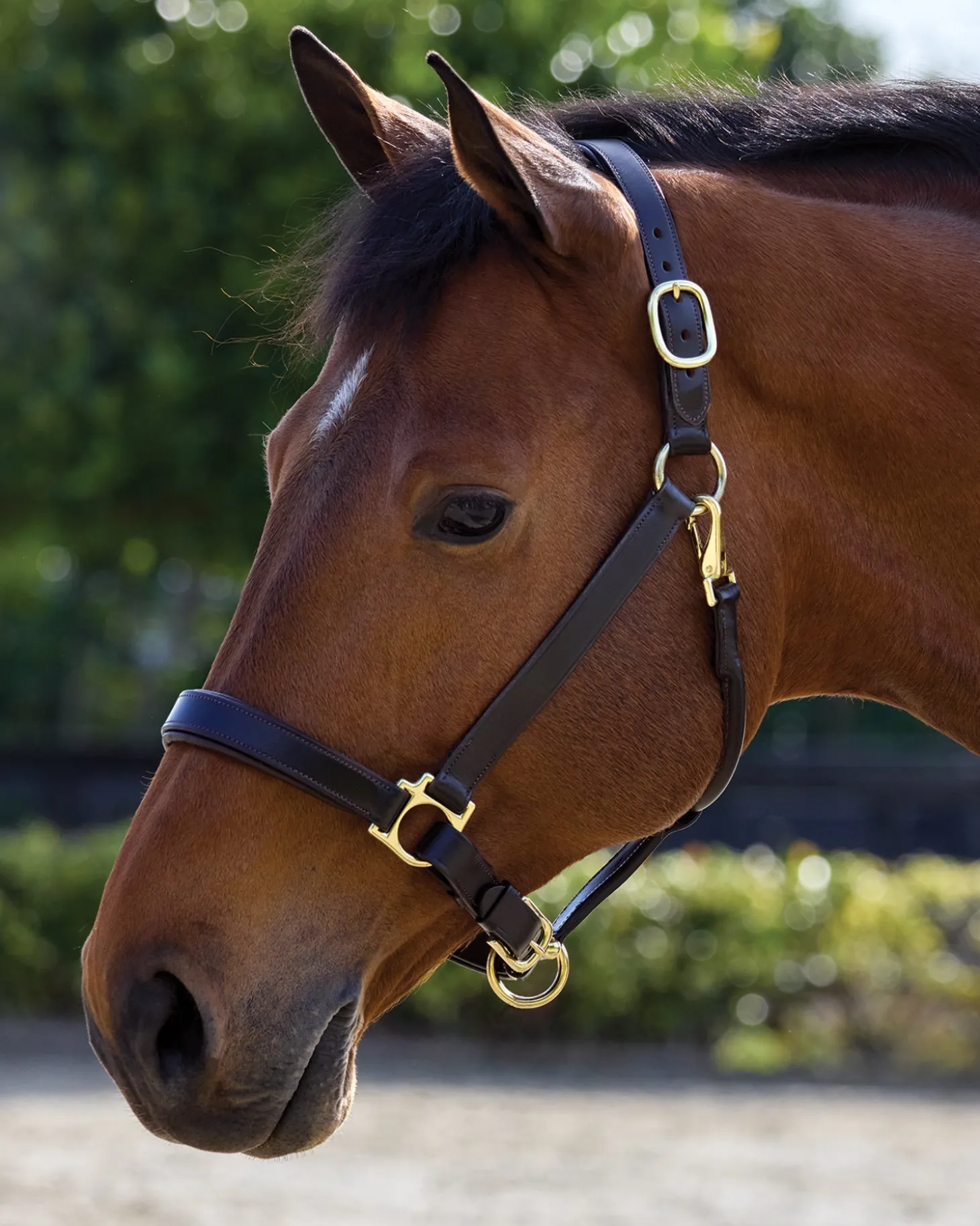 Suffolk™ Everyday Halter