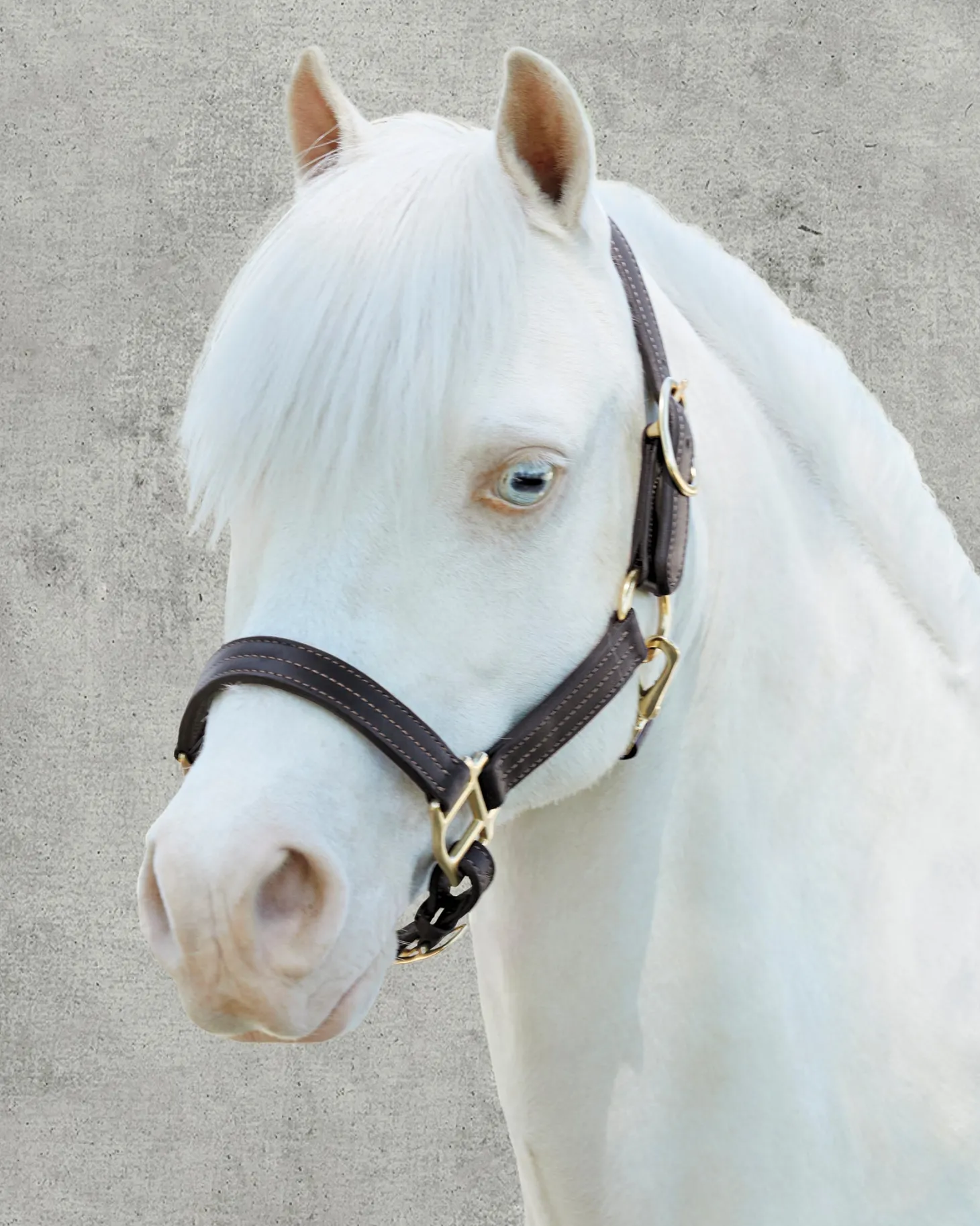 Suffolk™ Palermo Triple-Stitched Halter