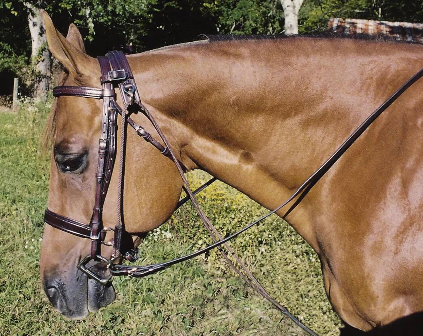 Tory Leather Company Horse Size Chambon