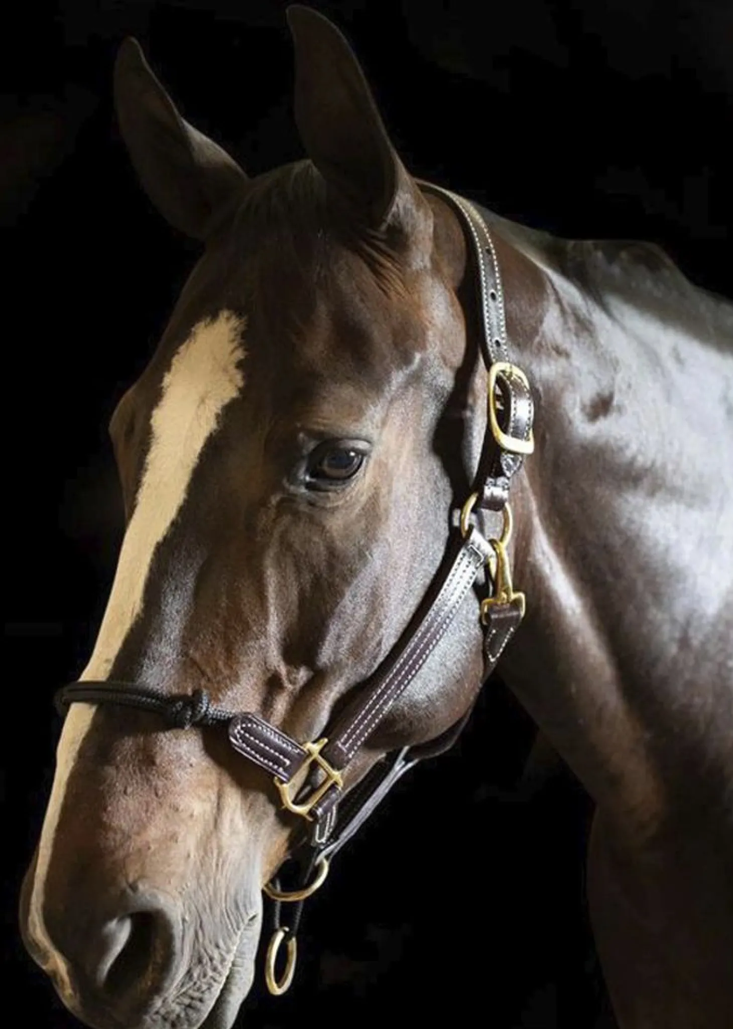 Walsh™ Rope Nose British Halter