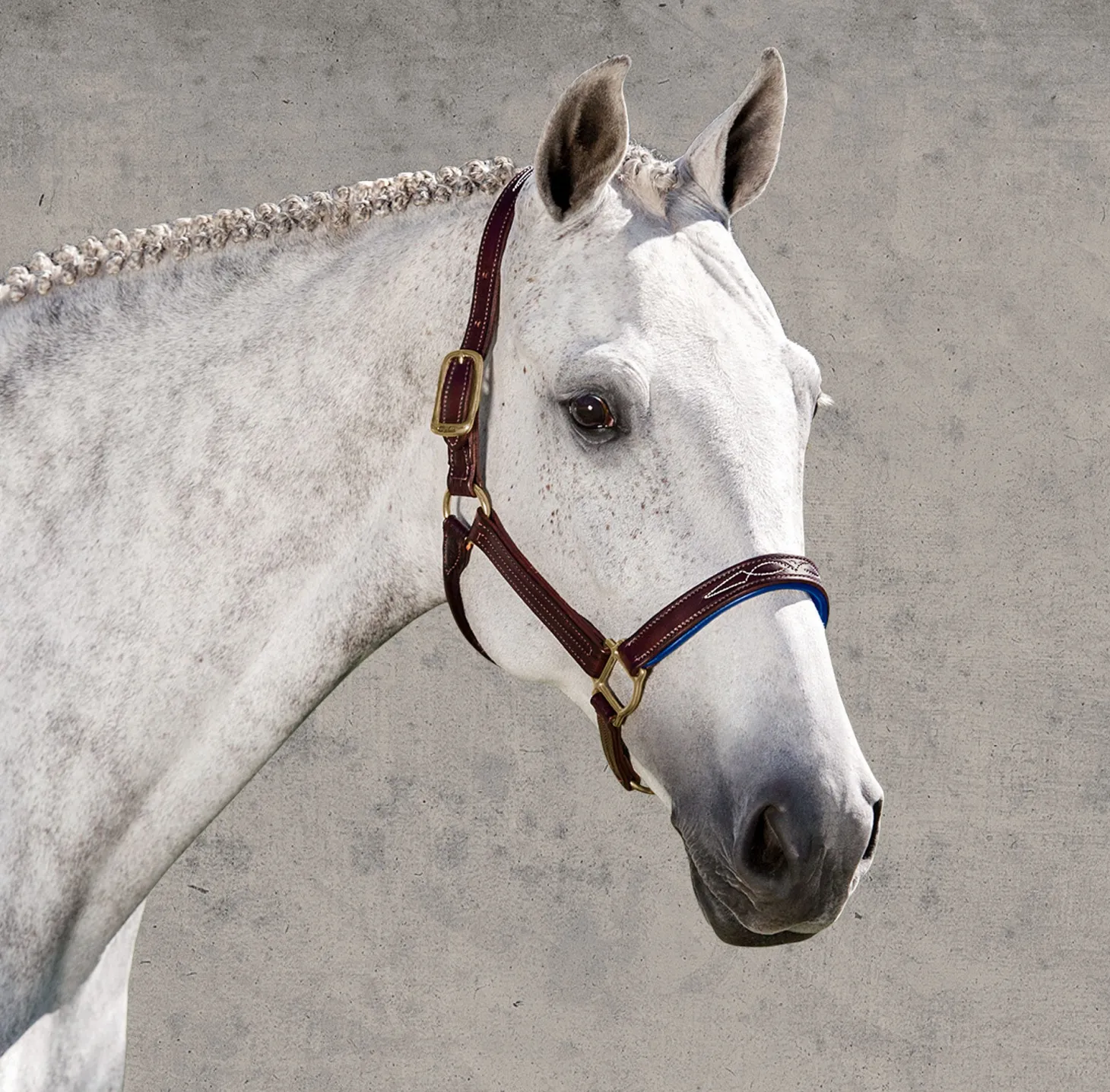 Walsh™ Signature Padded Halter