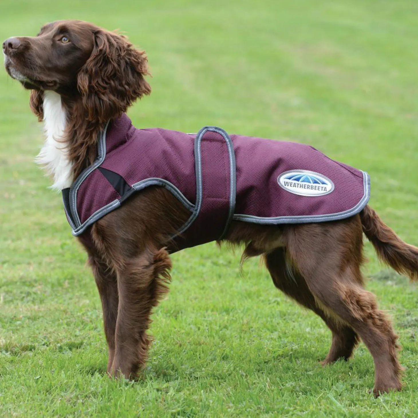 WeatherBeeta® ComFiTec™ Premier Free Parka Deluxe Dog Coat