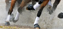 Woof Wear All-Purpose Boots